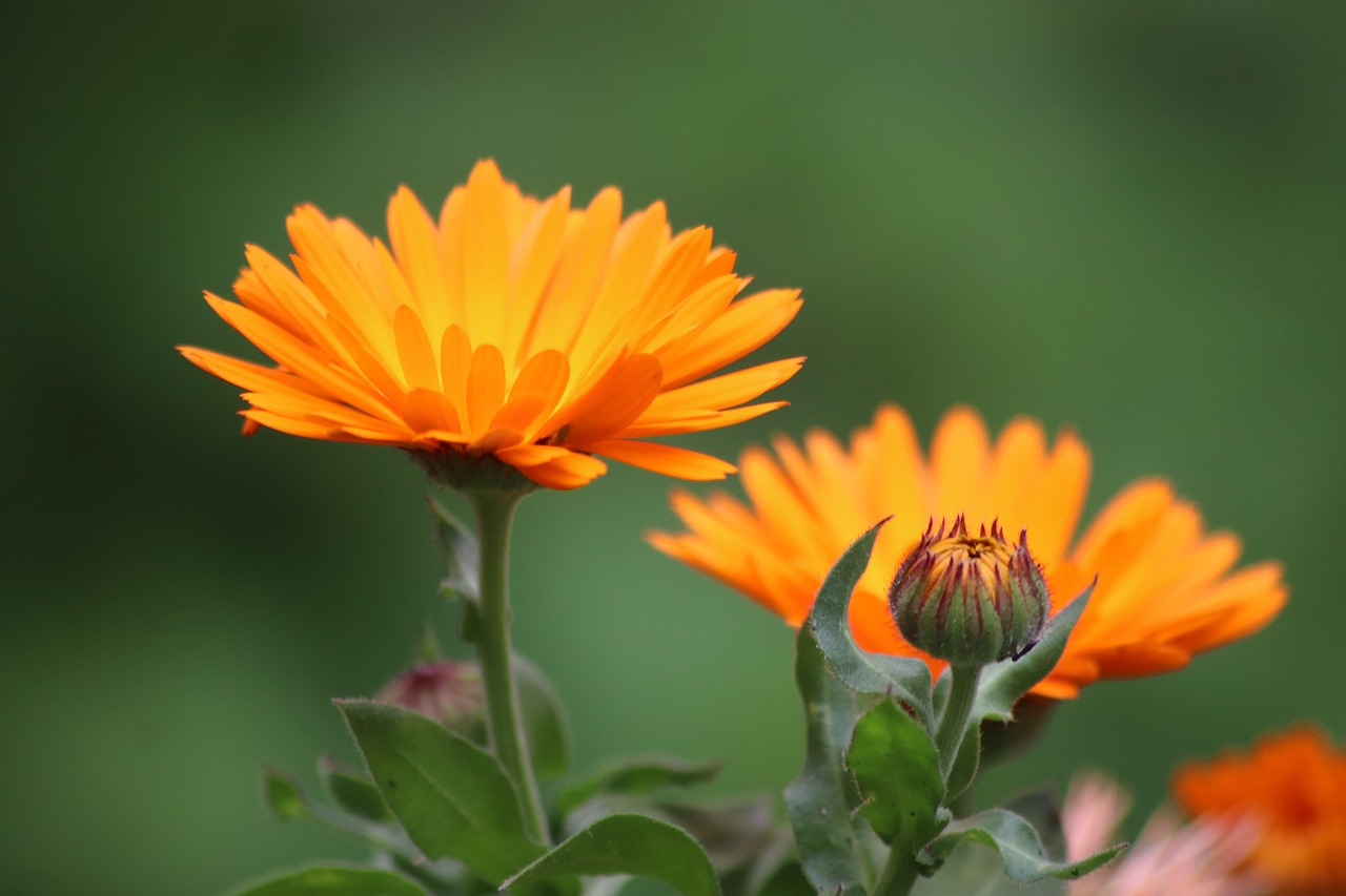 worries  marigold  flowers free photo