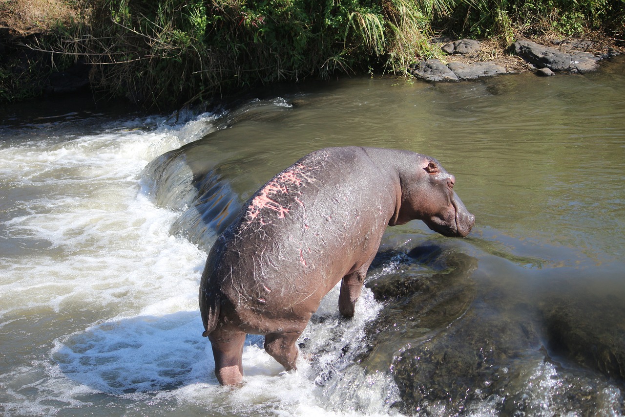 wounded  hippo  river free photo
