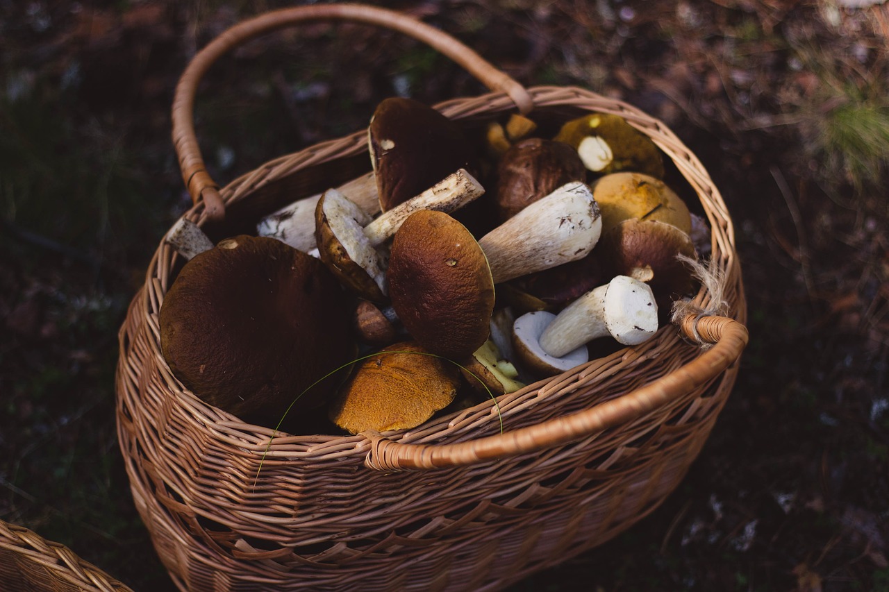 woven basket mushrooms free photo