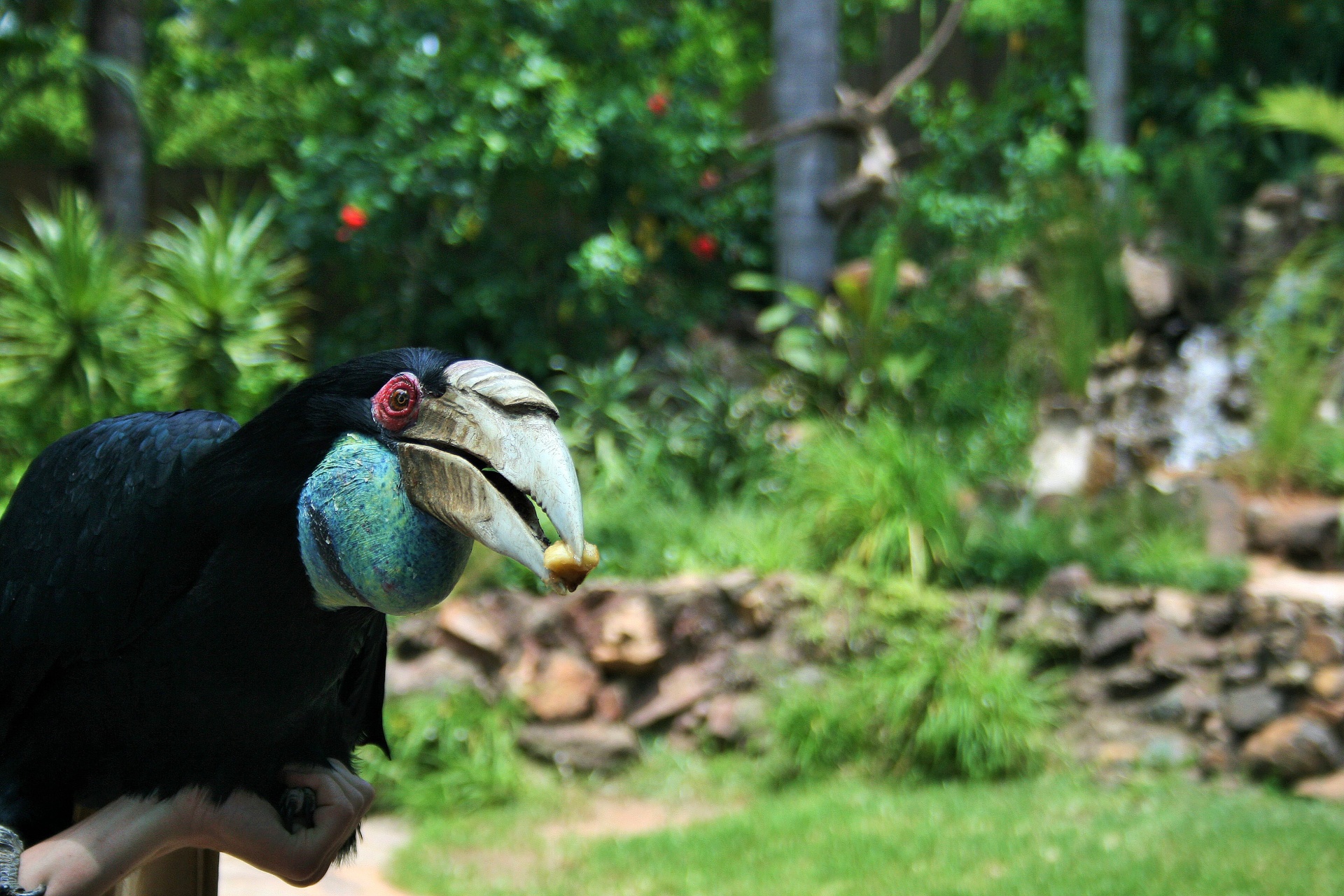 bird large hornbill free photo