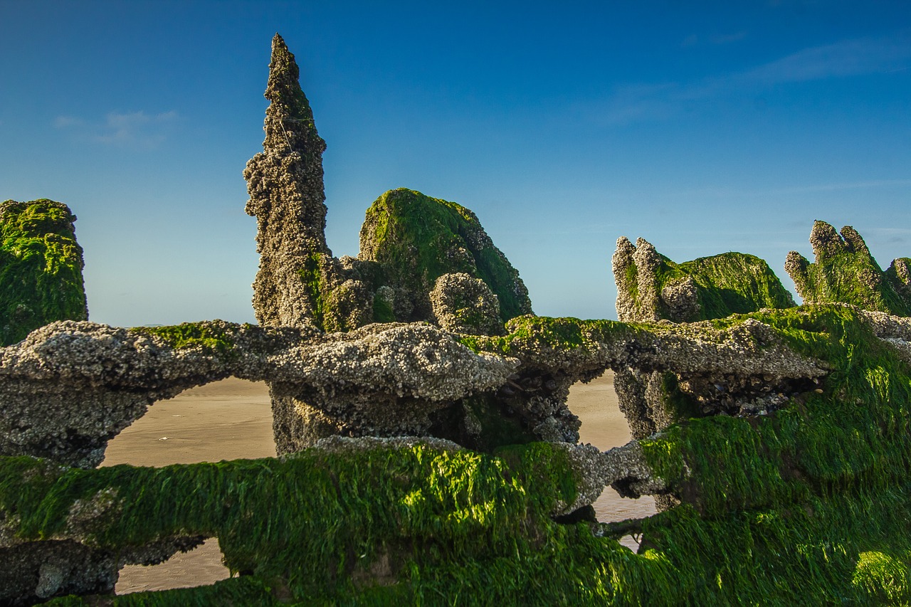 wreck wood beach free photo