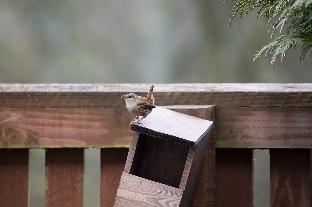 wren bird garden bird free photo