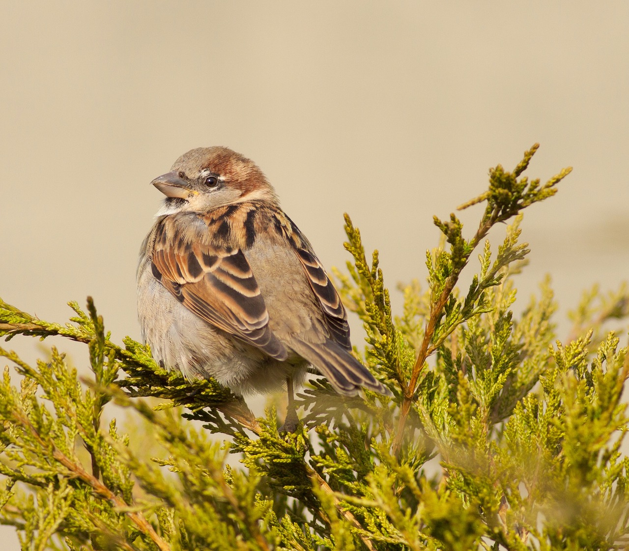 wren sparrow bird free photo