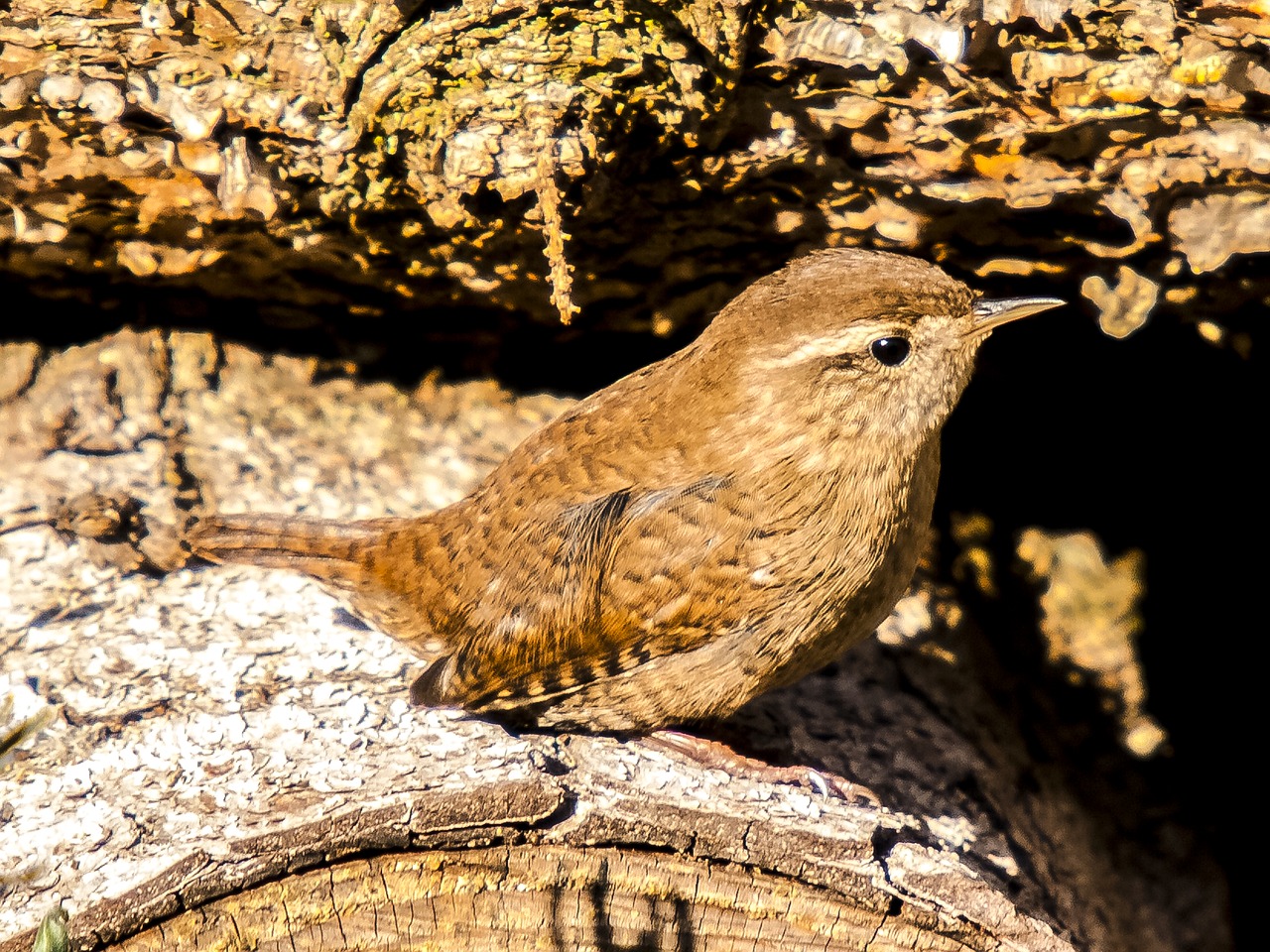 wren bird songbird free photo