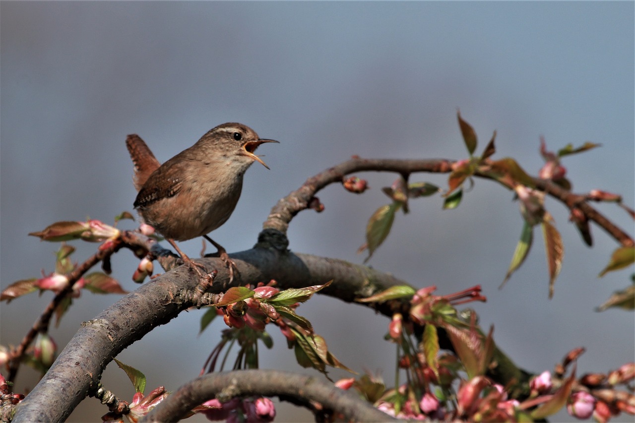 wren  bird  singing free photo