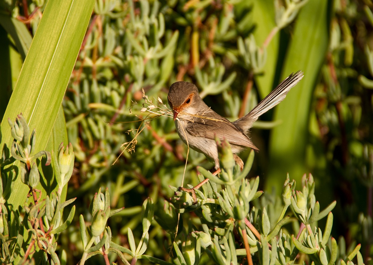 wren bird female variegated fairy wren free photo