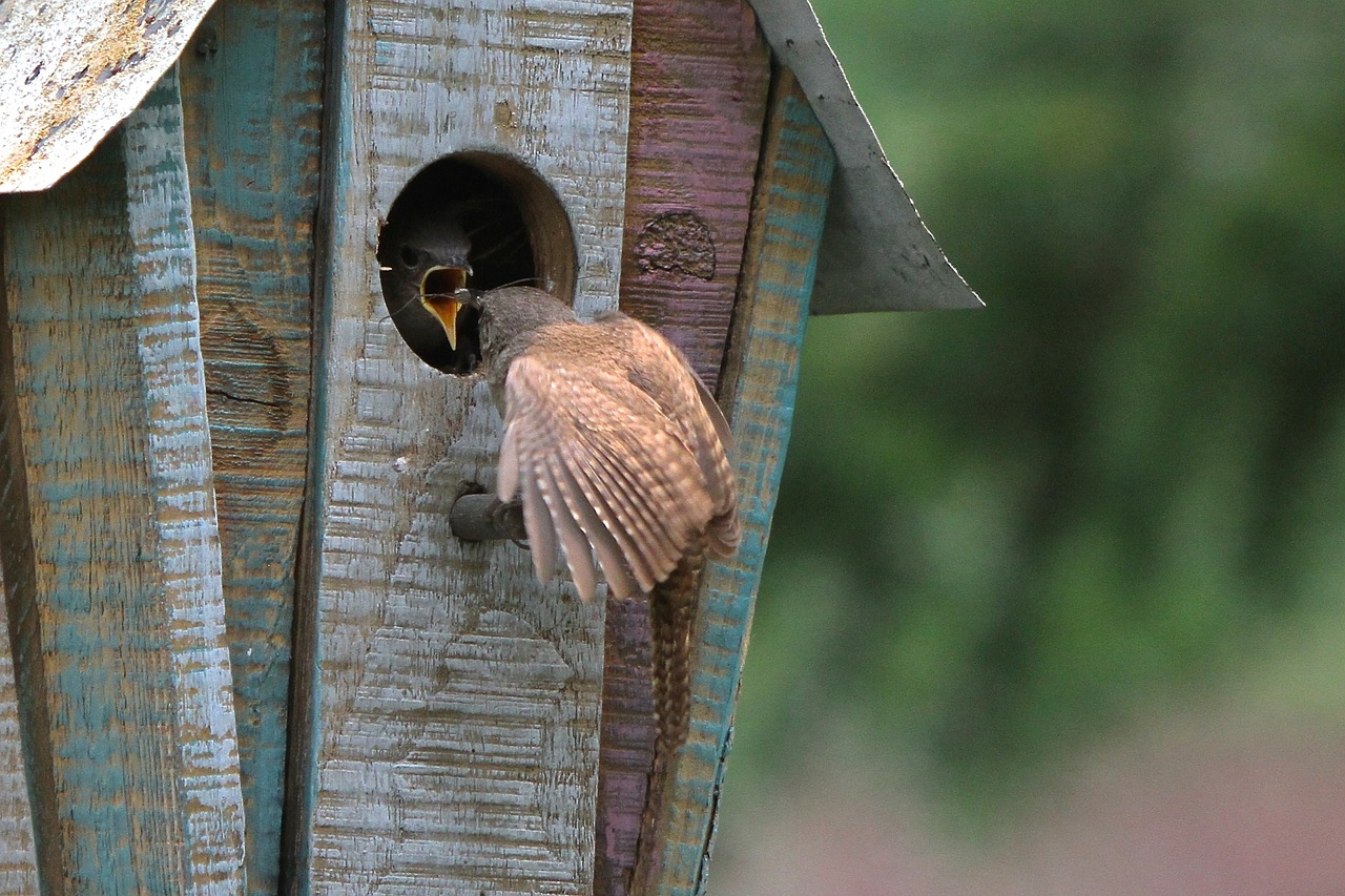 wren birdhouse wildlife free photo