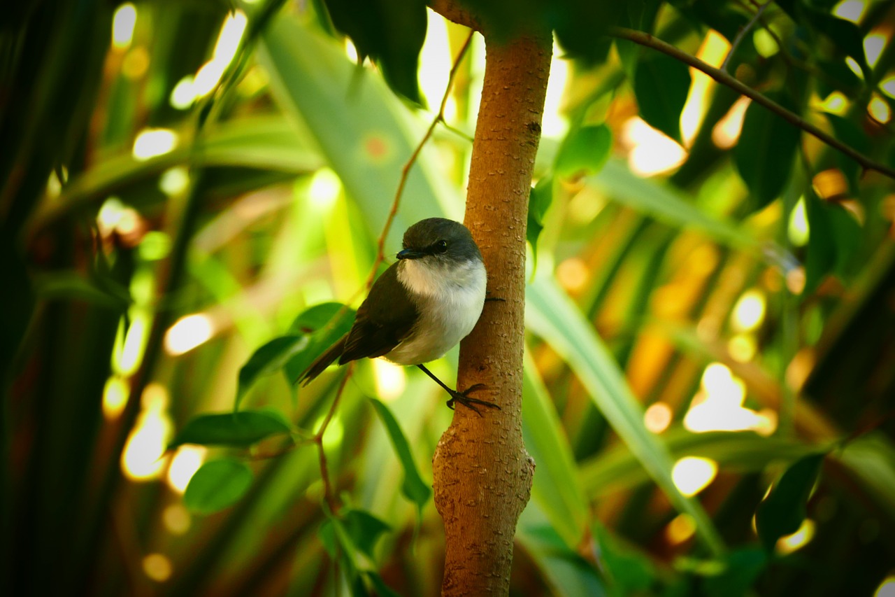 wren bird wildlife free photo