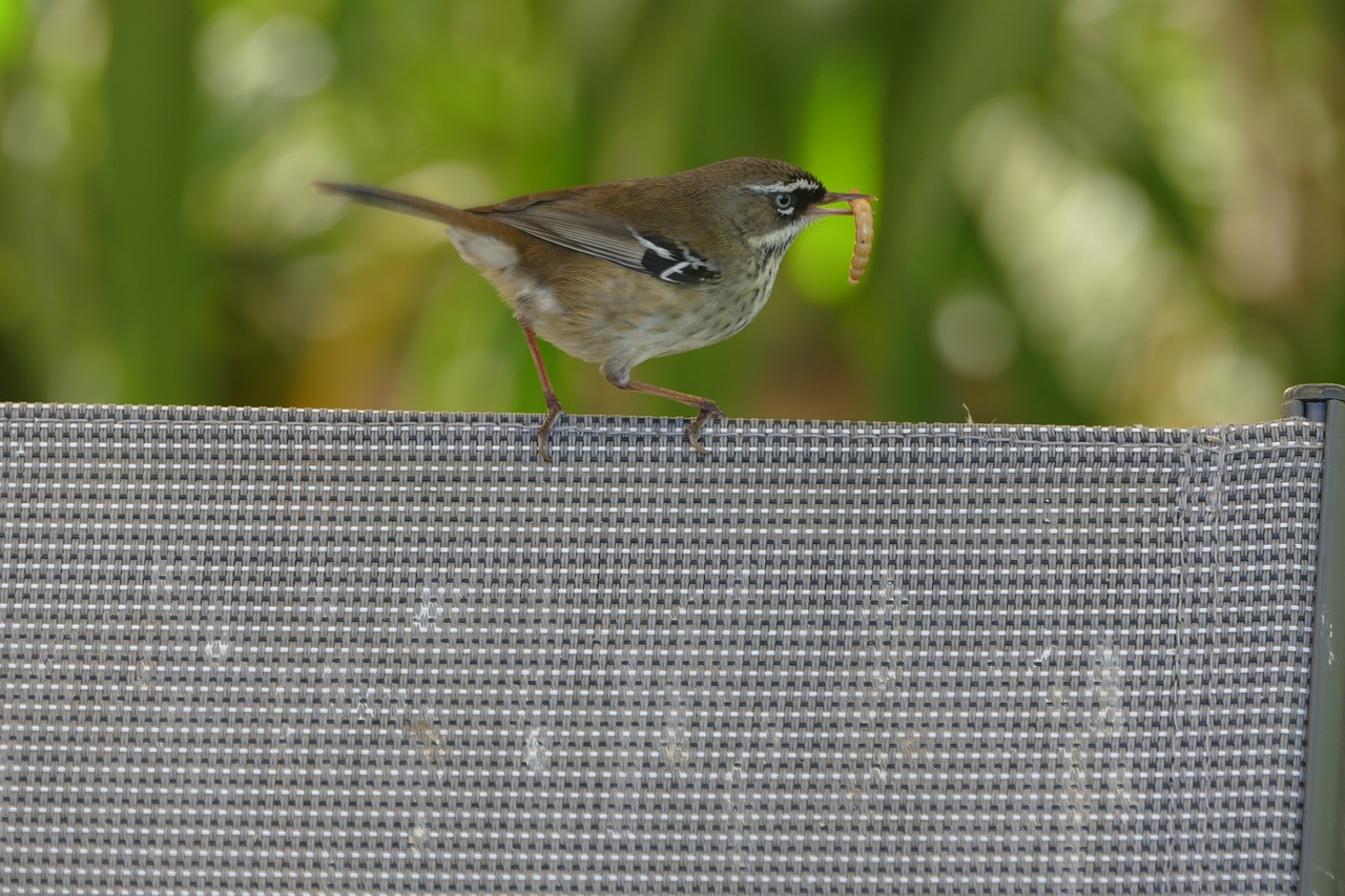 wren bird nature free photo