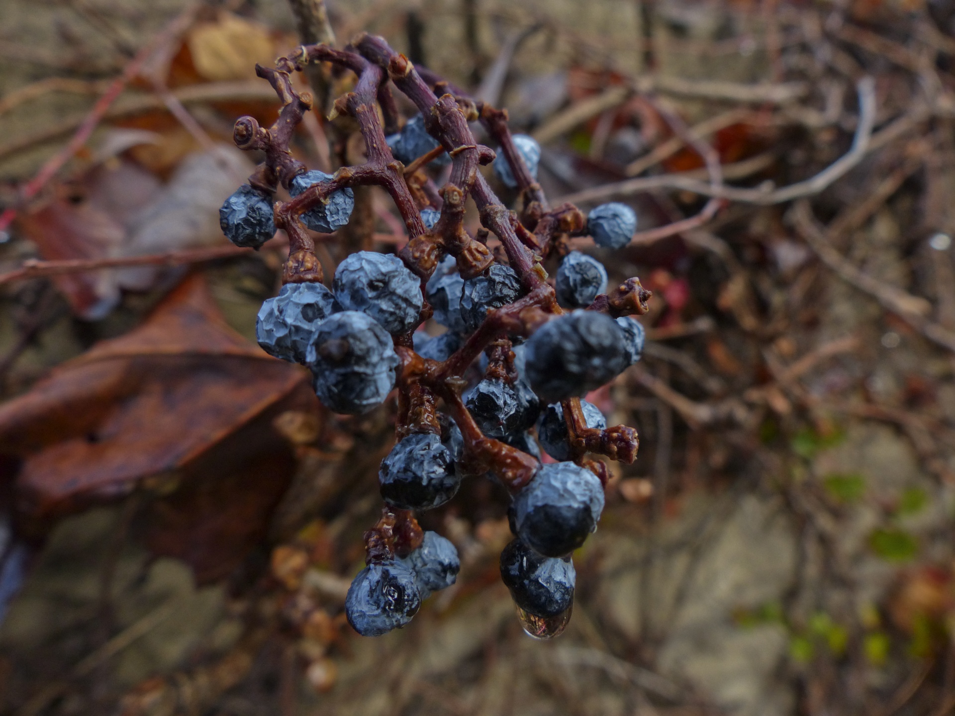 blue berries branch free photo