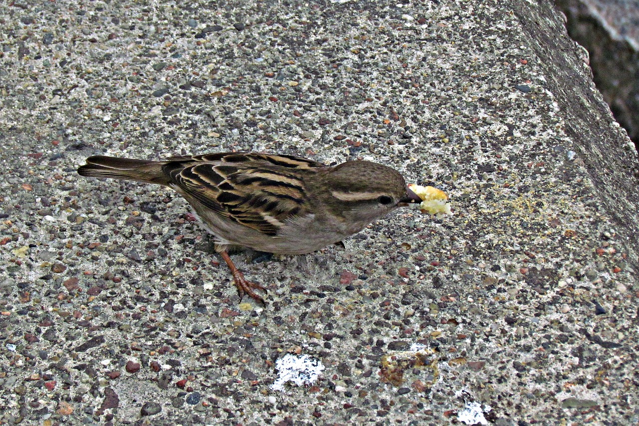 wróbelek bread bird free photo