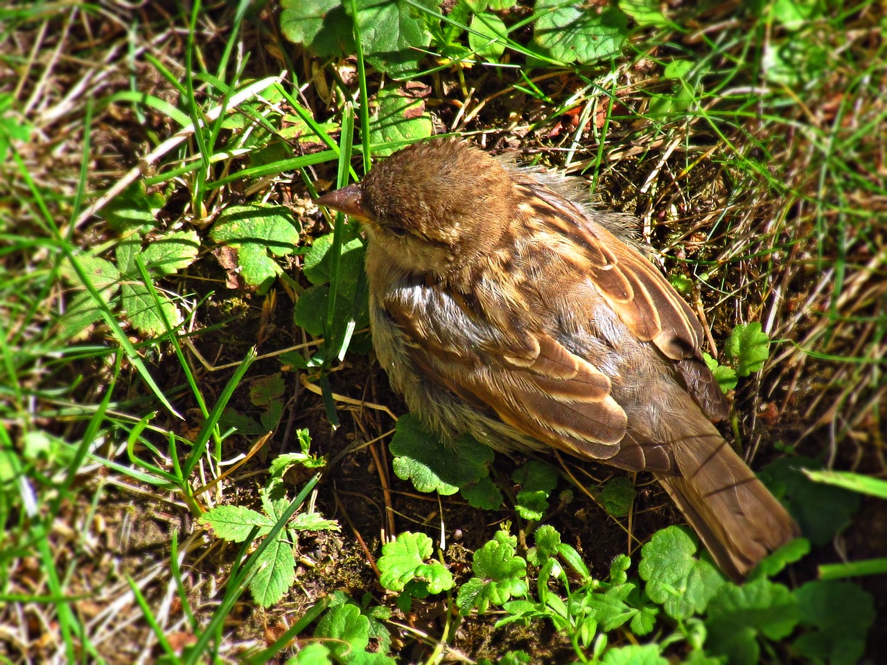 wróbelek bird the sparrow free photo
