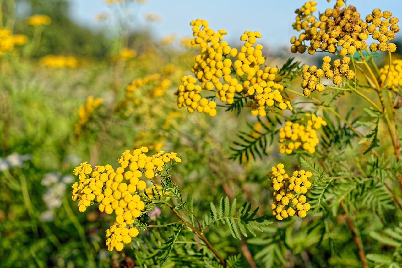 wrotycz  yellow  autumn free photo