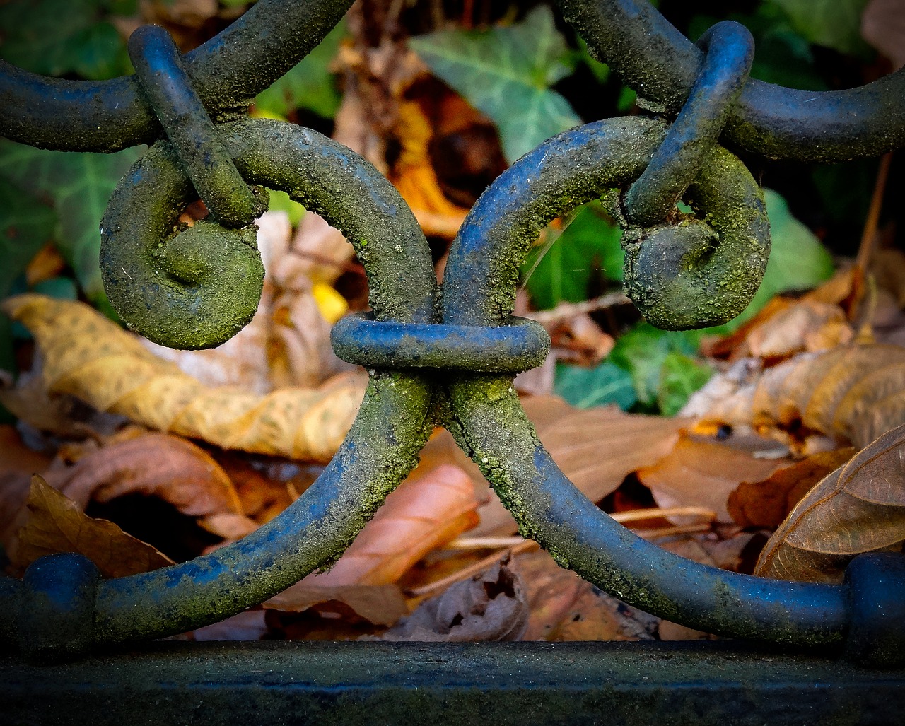 wrought iron iron gate moss free photo