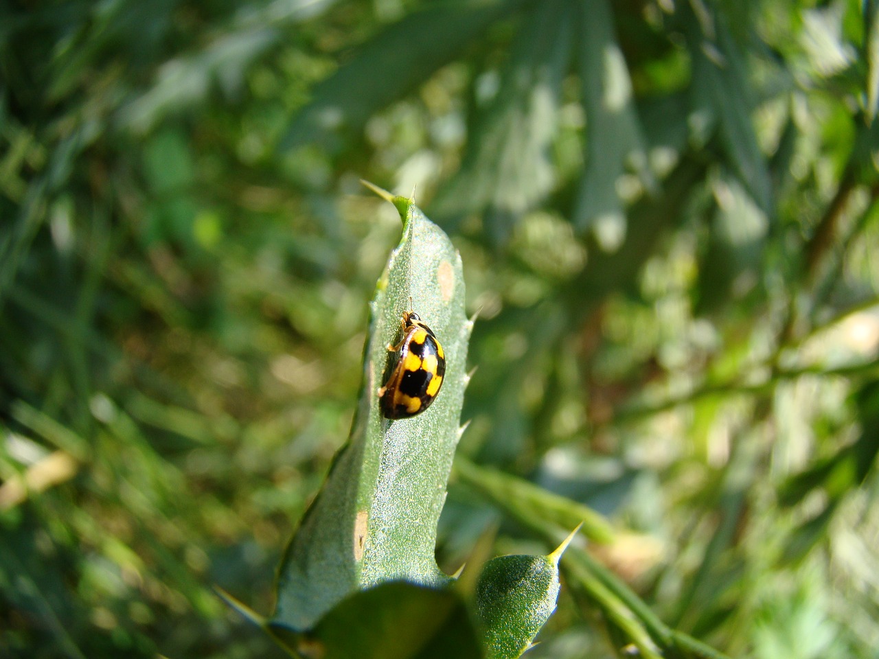 wrzeciążka yellow ladybug ladybug wrzeciążka free photo