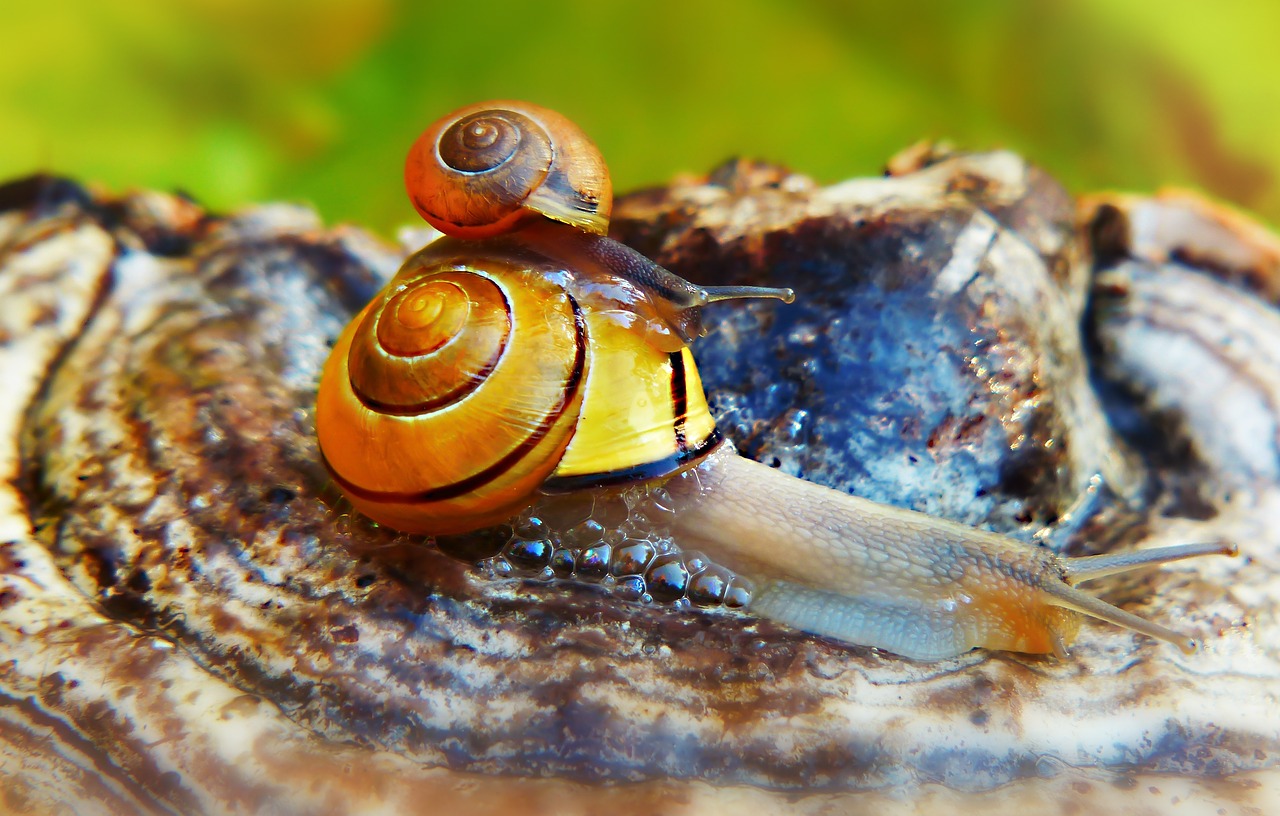 wstężyk huntsman  molluscs  snails free photo