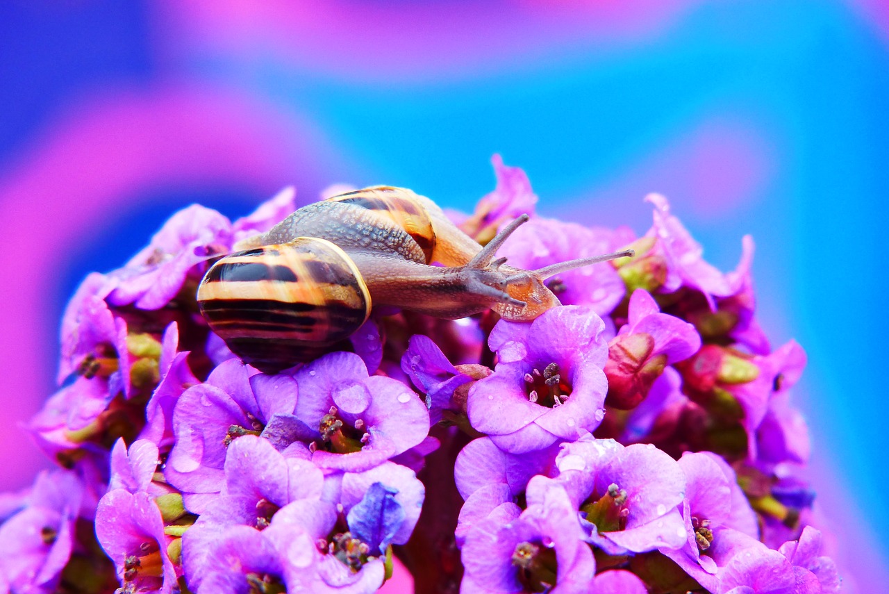 wstężyki gajowe  molluscs  flower free photo