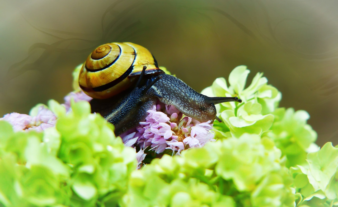 wstężyki gajowe  molluscs  flower free photo