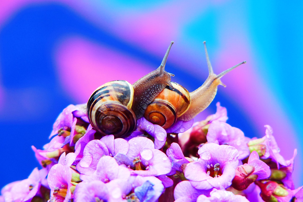 wstężyki gajowe  molluscs  flower free photo