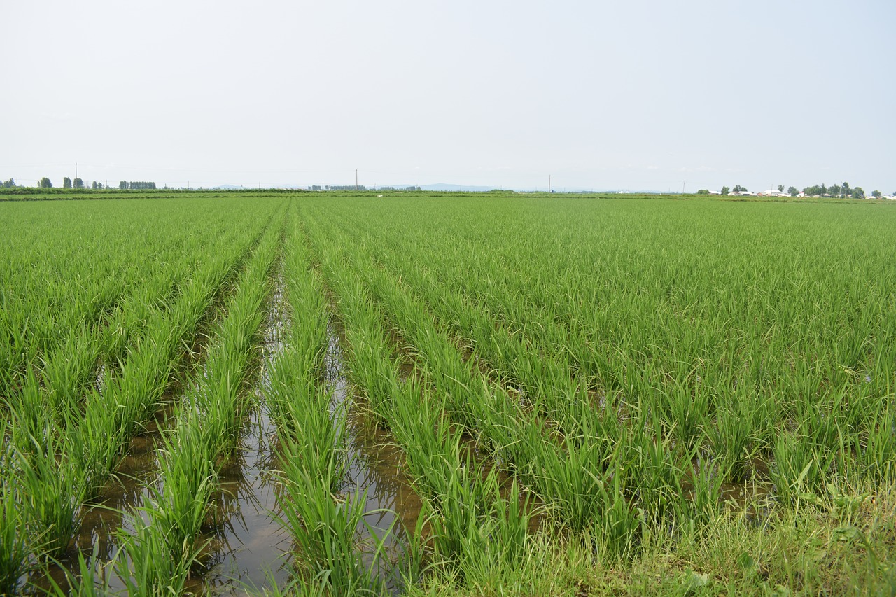Рисовые плантации в Узбекистане
