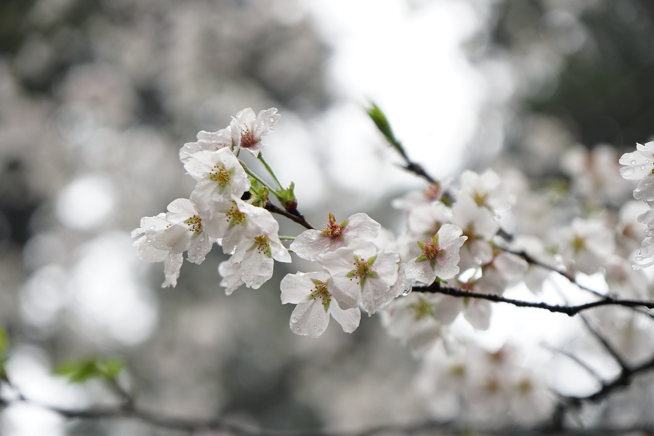 wuhan cherry blossom flower free photo