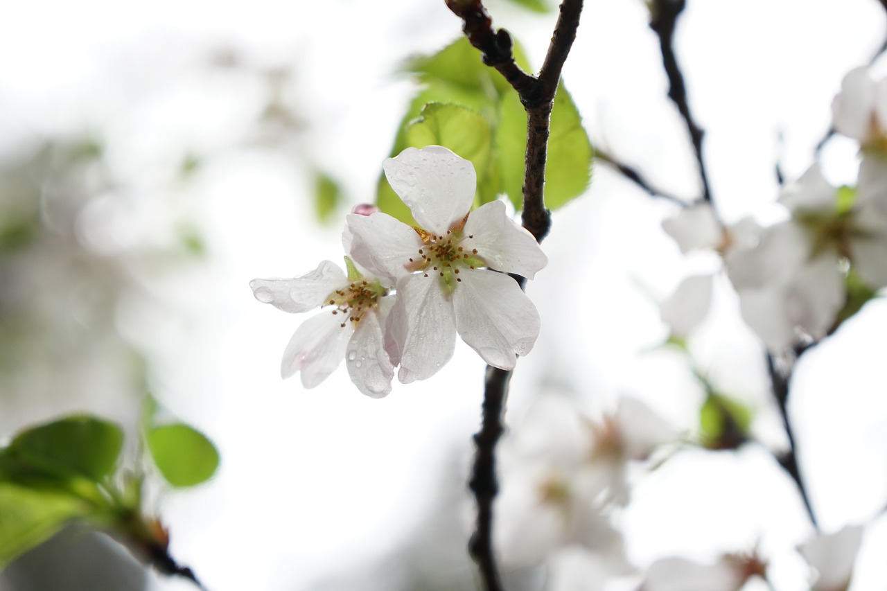 wuhan cherry blossom wuhan university free photo