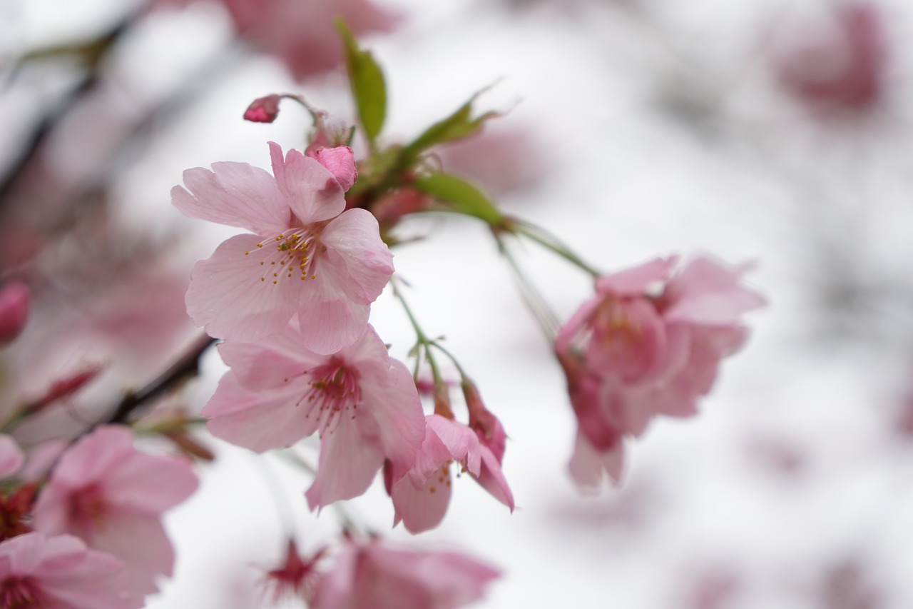 wuhan cherry blossom pink free photo