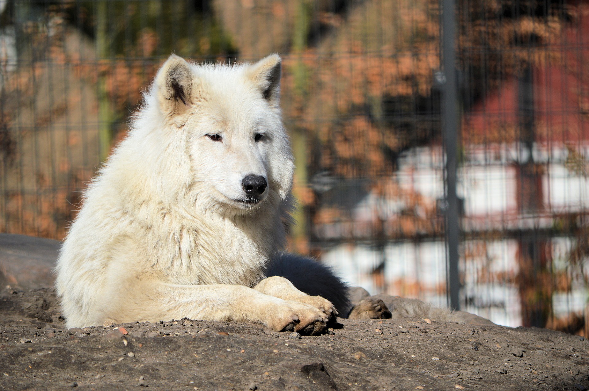 wolf wildlife nature free photo