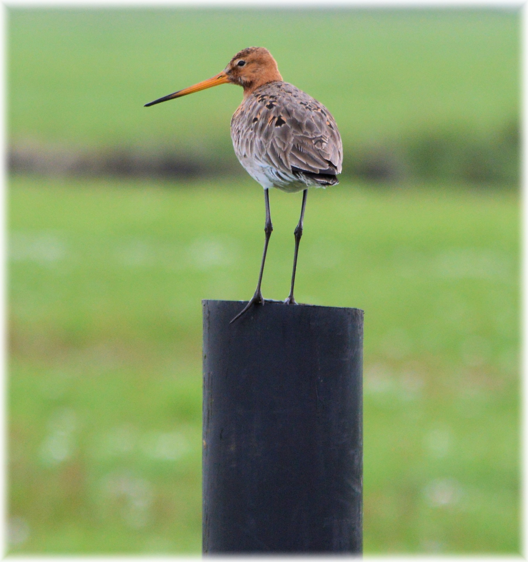 curlew bird nature free photo