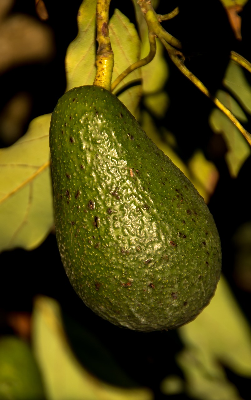 wurtz avocado  tree  shiny free photo