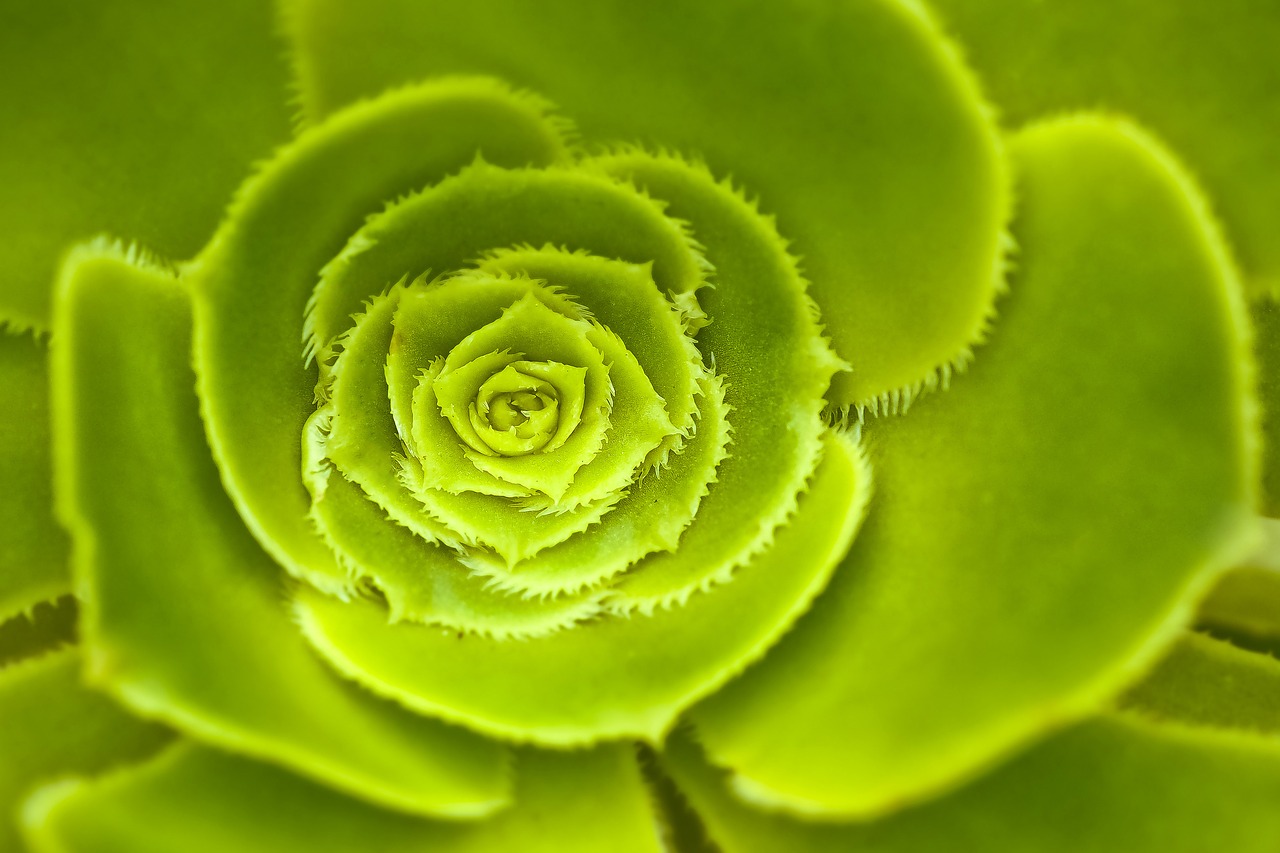 wurz  houseleek  thick sheet greenhouse free photo