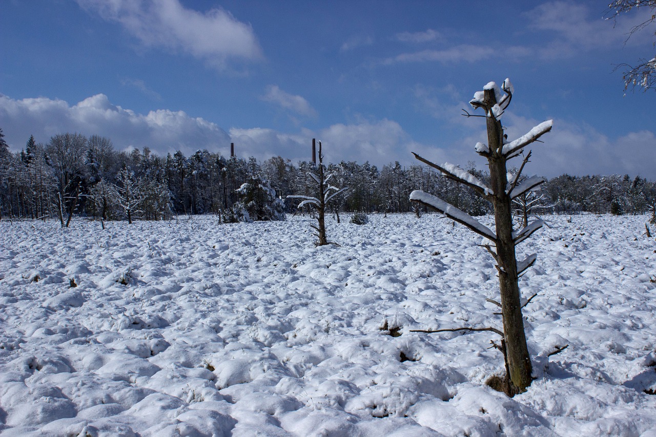 wurzacher ried nature reserve moor free photo