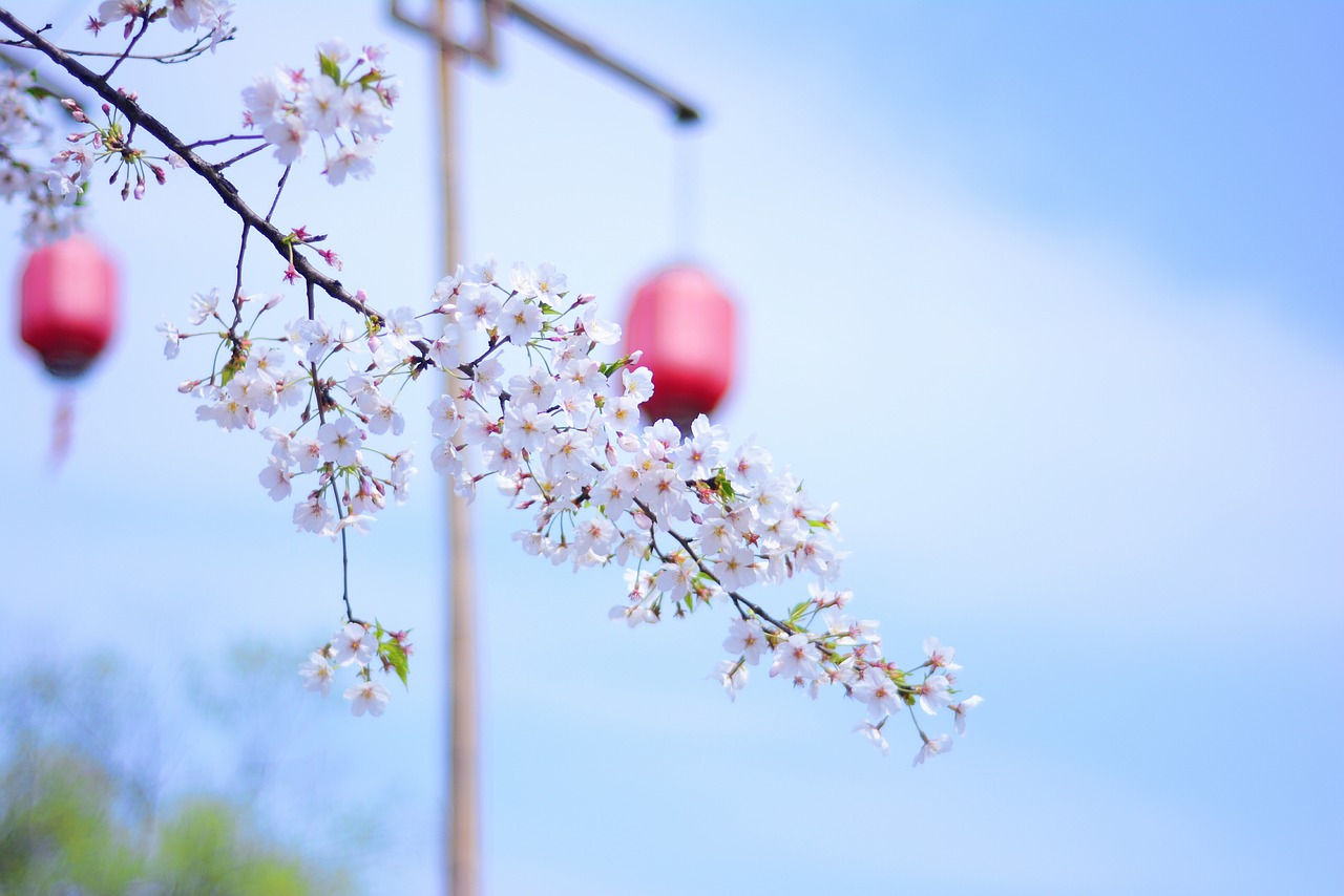 wuzhen xitang spring free photo