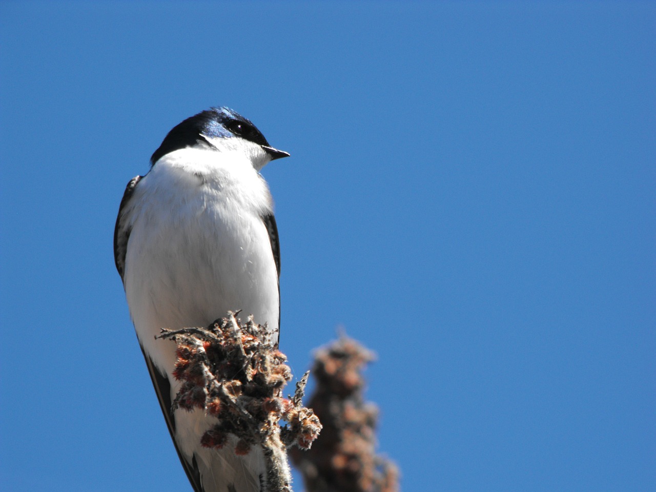 wye marsh bird black free photo