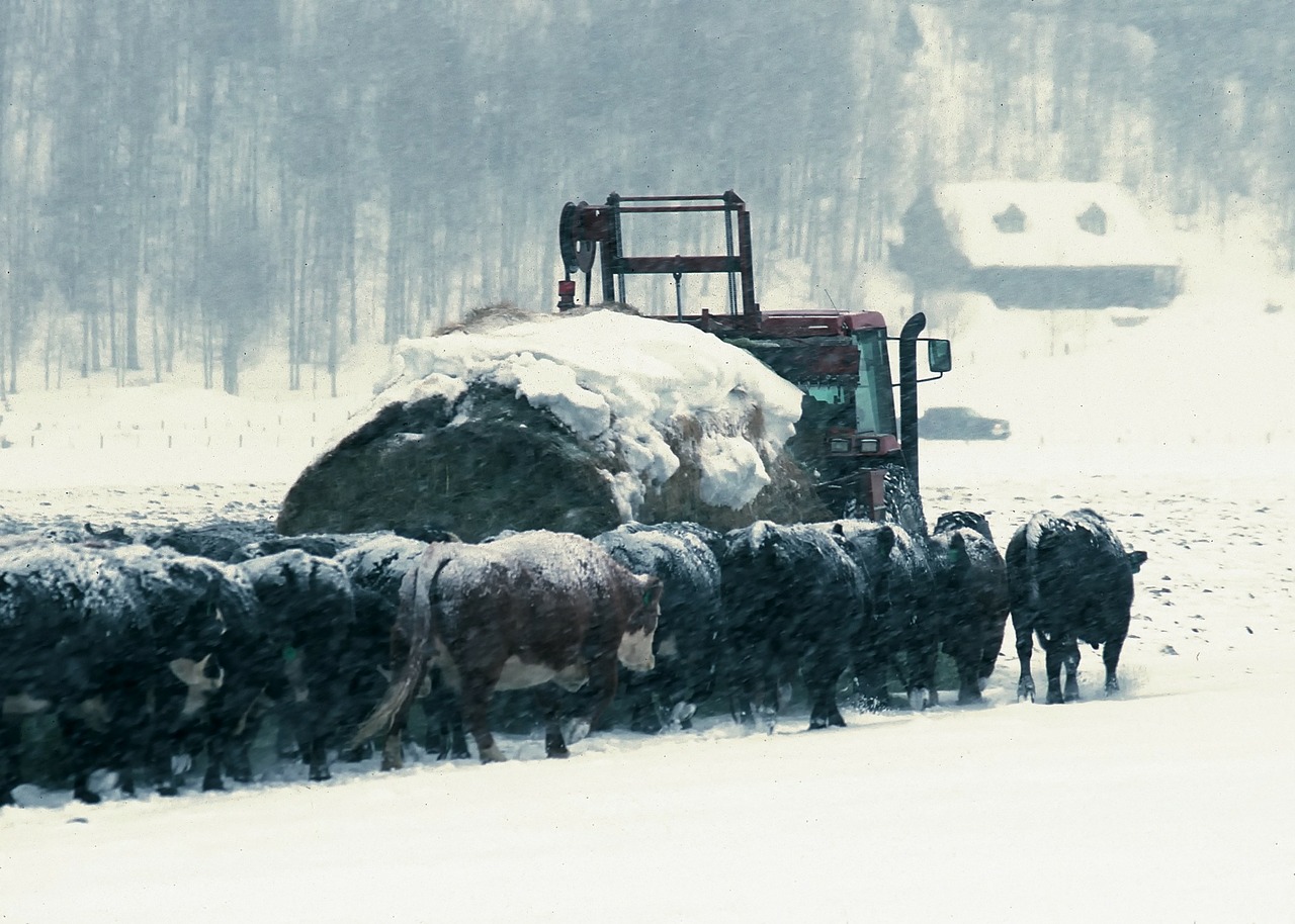 wyoming cattle hay truck free photo