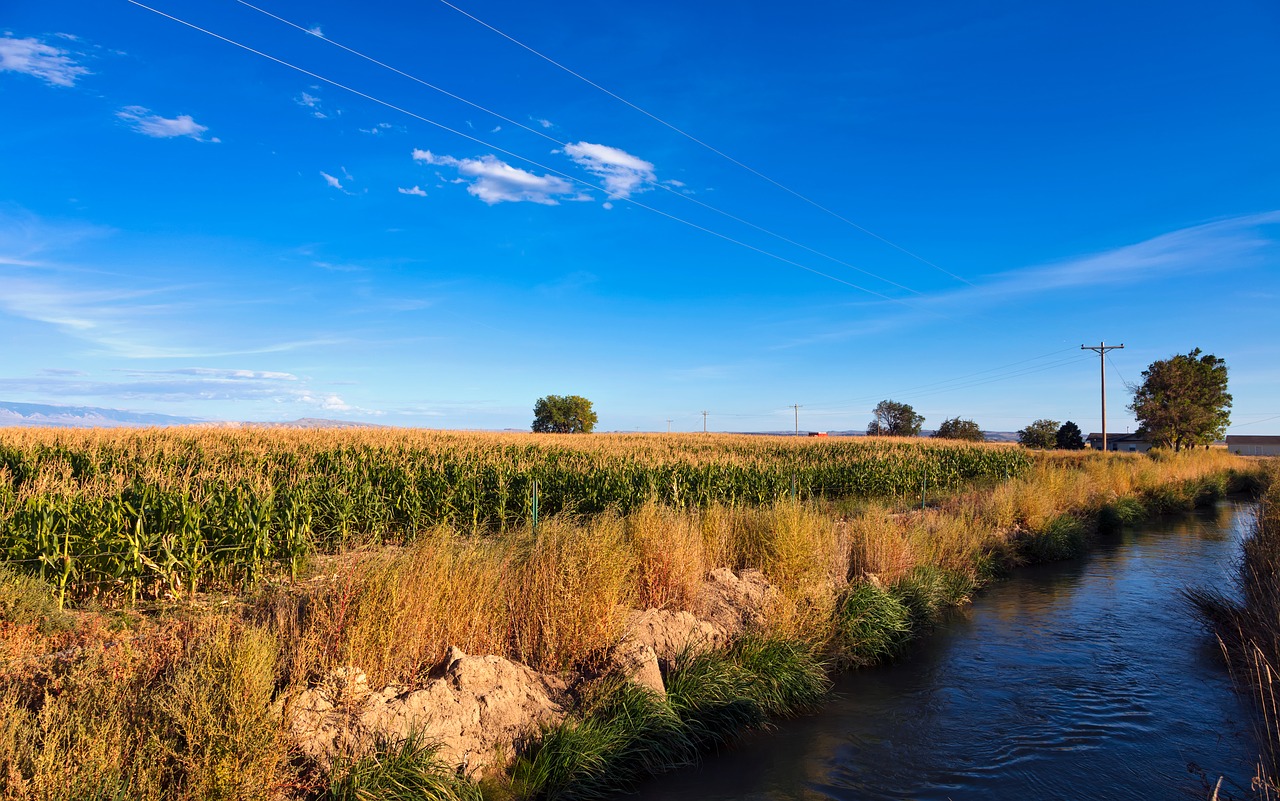 wyoming  america  corn free photo