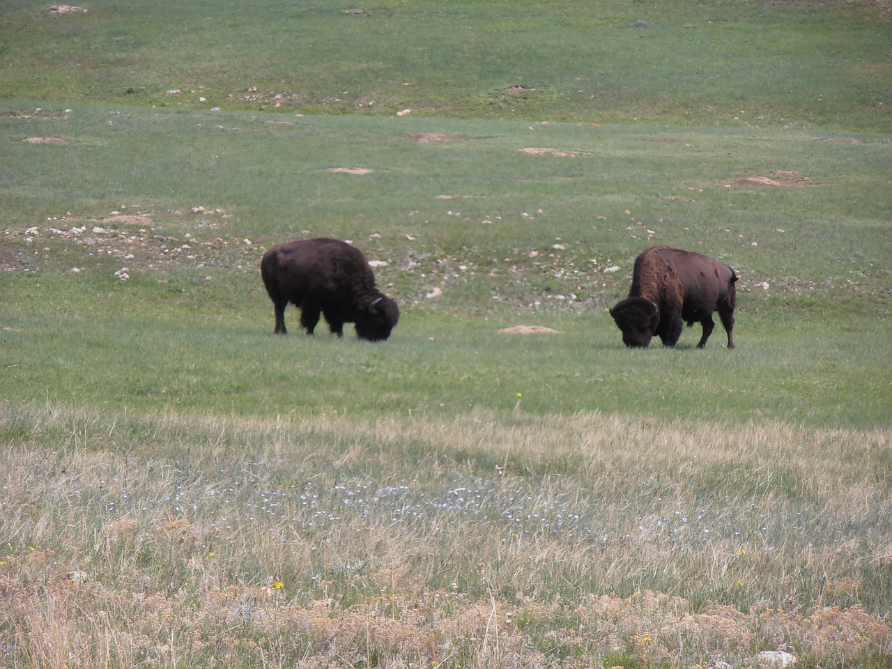 wyoming buffalo bison free photo