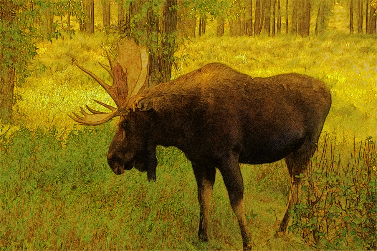 wyoming bull moose  moose  elk free photo