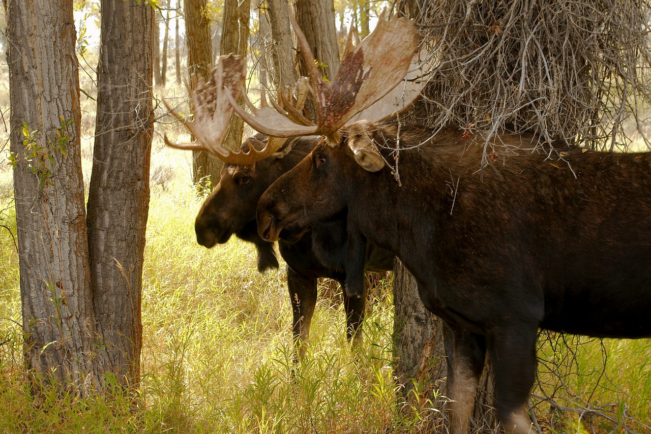 wyoming bull moose pair  moose  elk free photo