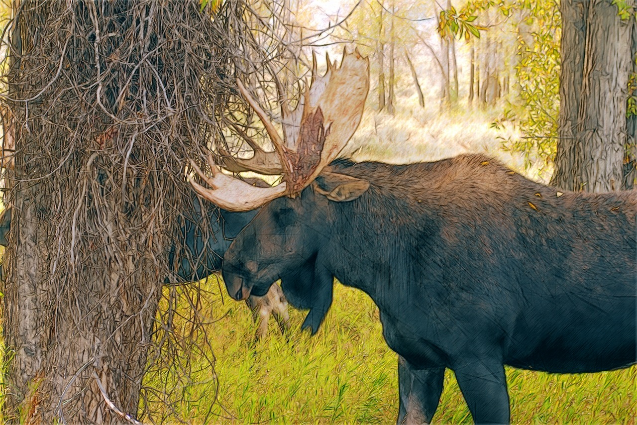 wyoming moose pair  bull  moose free photo