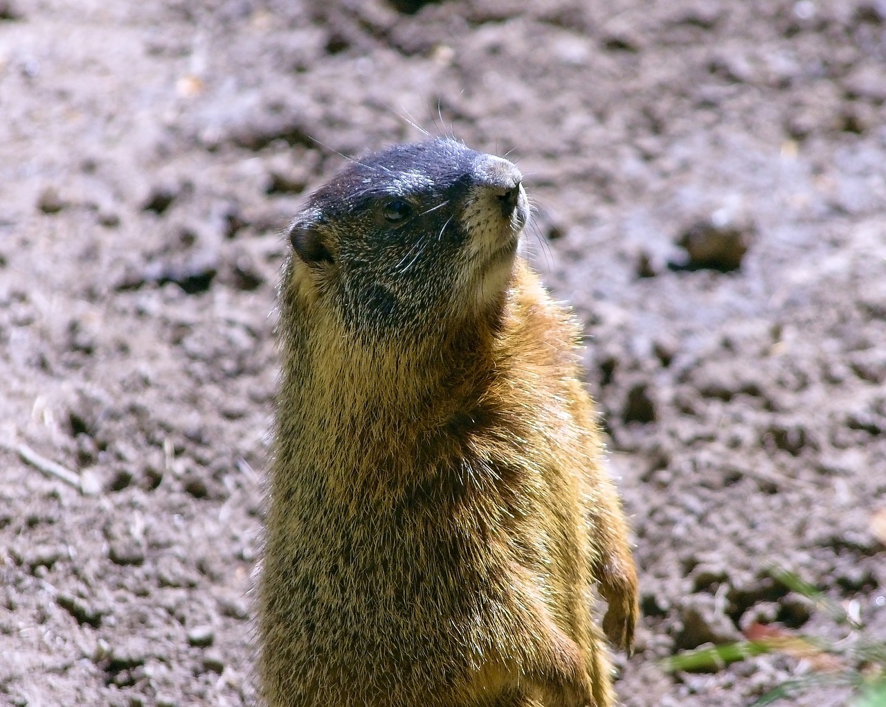 wyoming yellow-bellied marmot  rock chuck  animal free photo