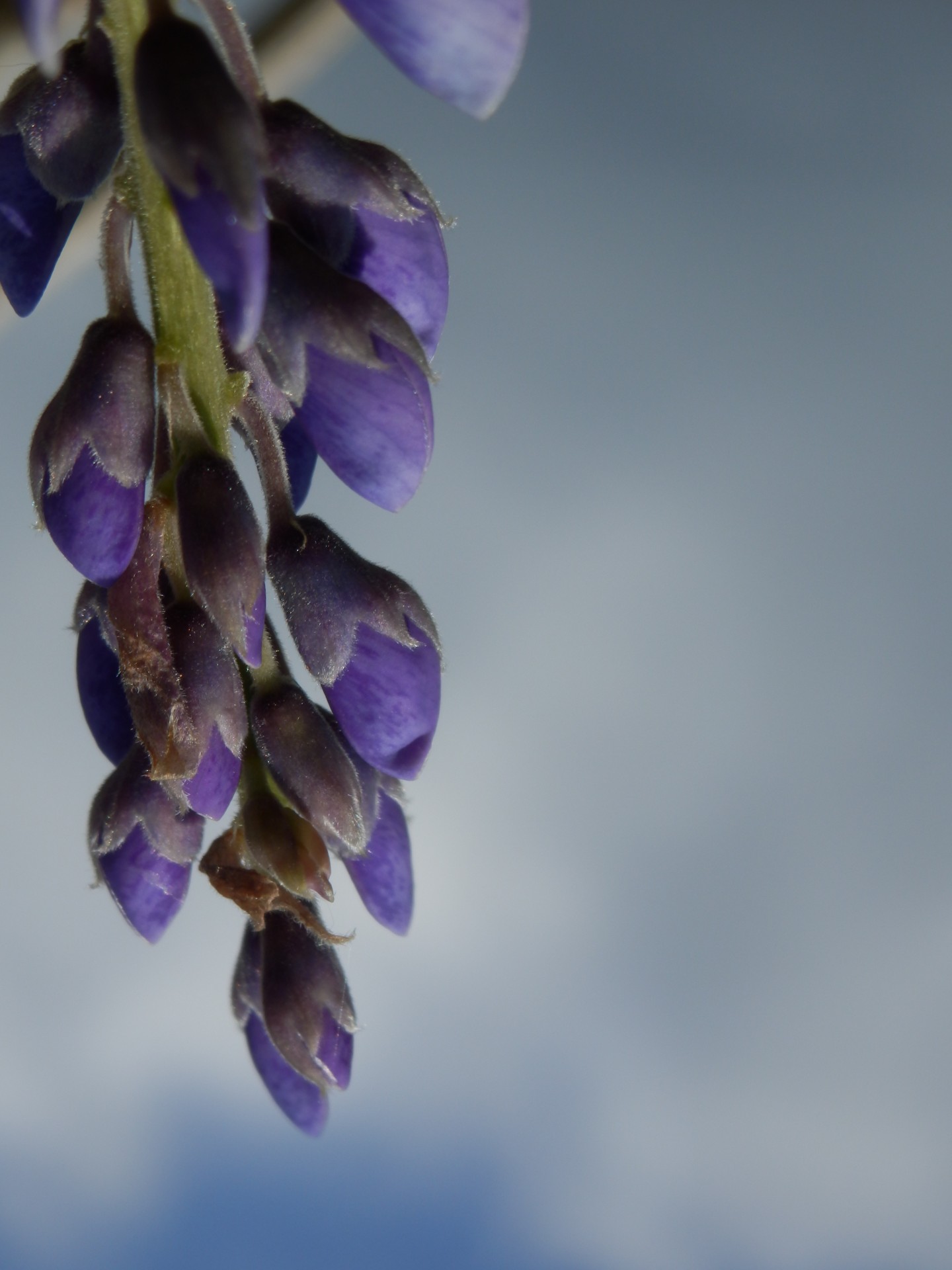 wisteria flower sky free photo