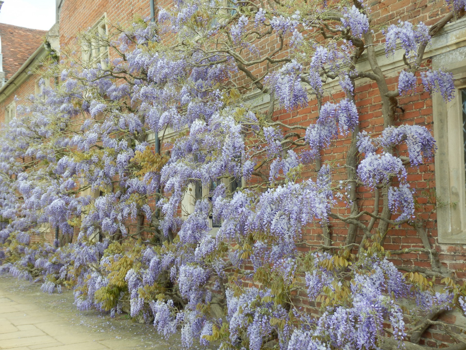 wisteria flower wall free photo
