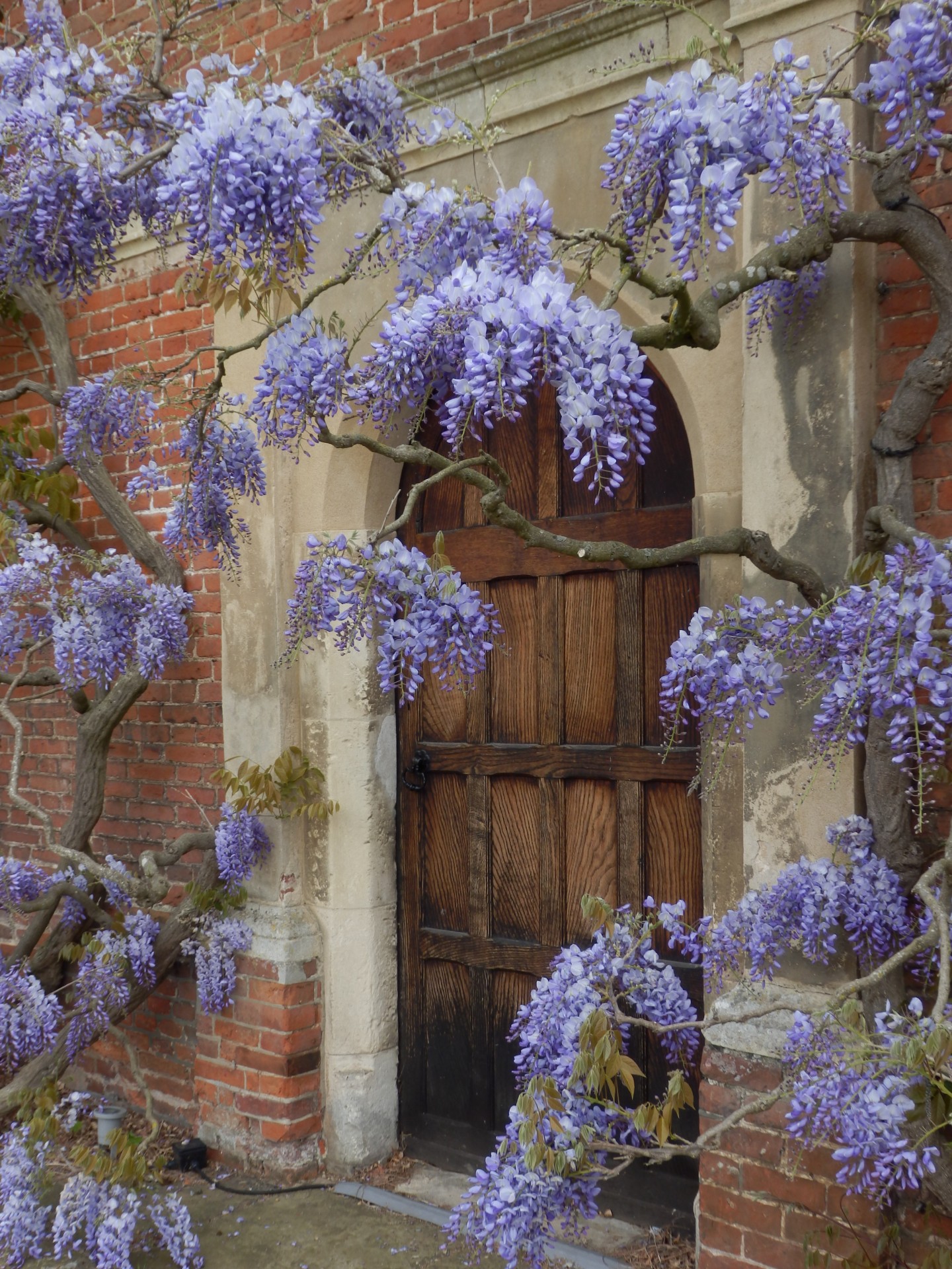 wisteria flower sky free photo