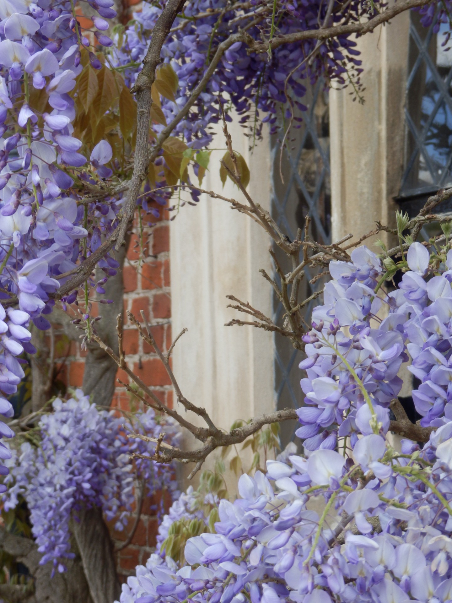 wisteria flower wall free photo