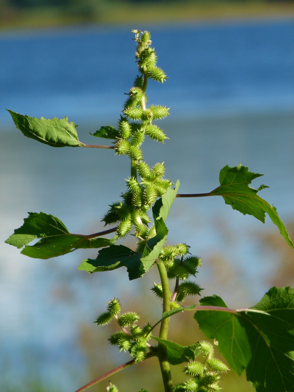 xanthium strumarium cocklebur common free photo