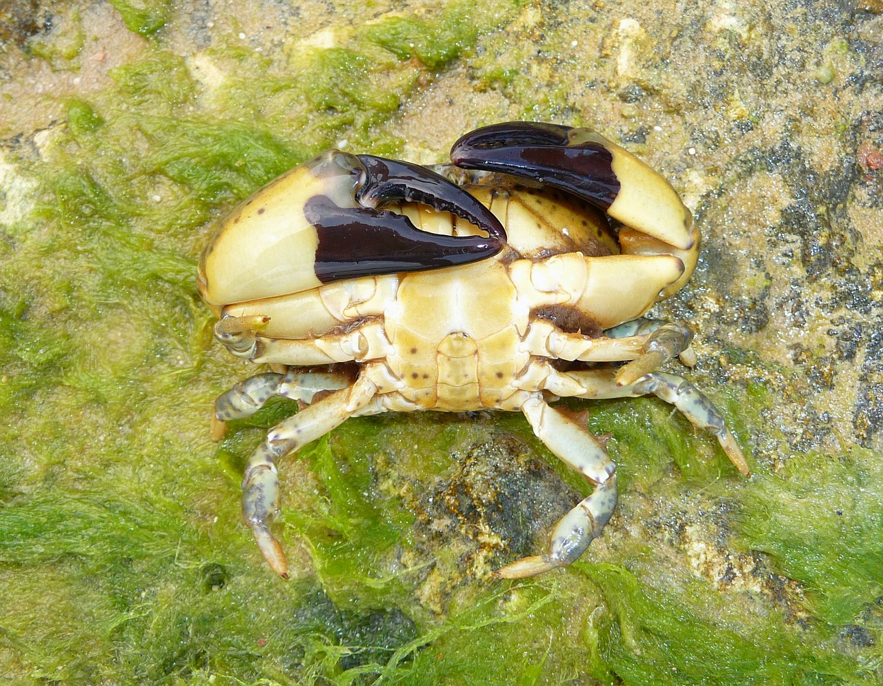 xantho poressa crab nature free photo