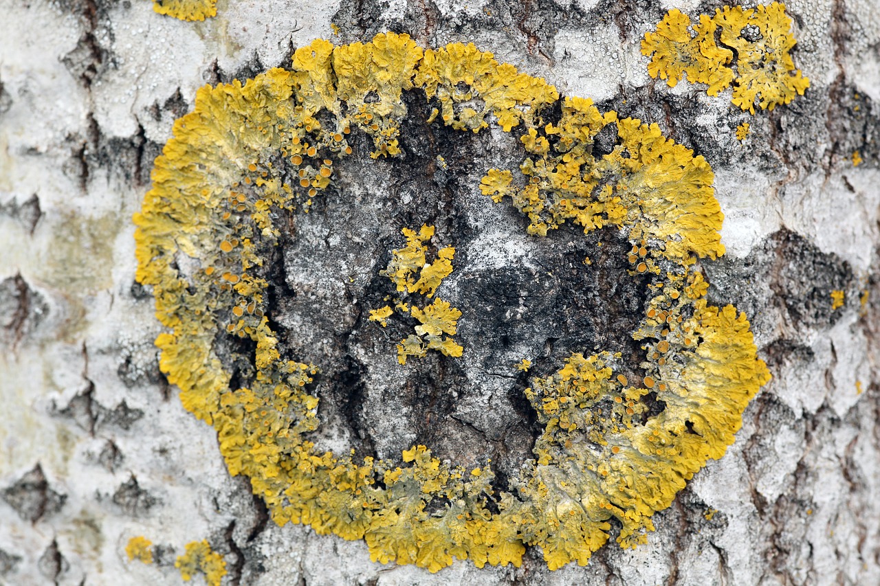 xanthoria parietina lichen birch free photo
