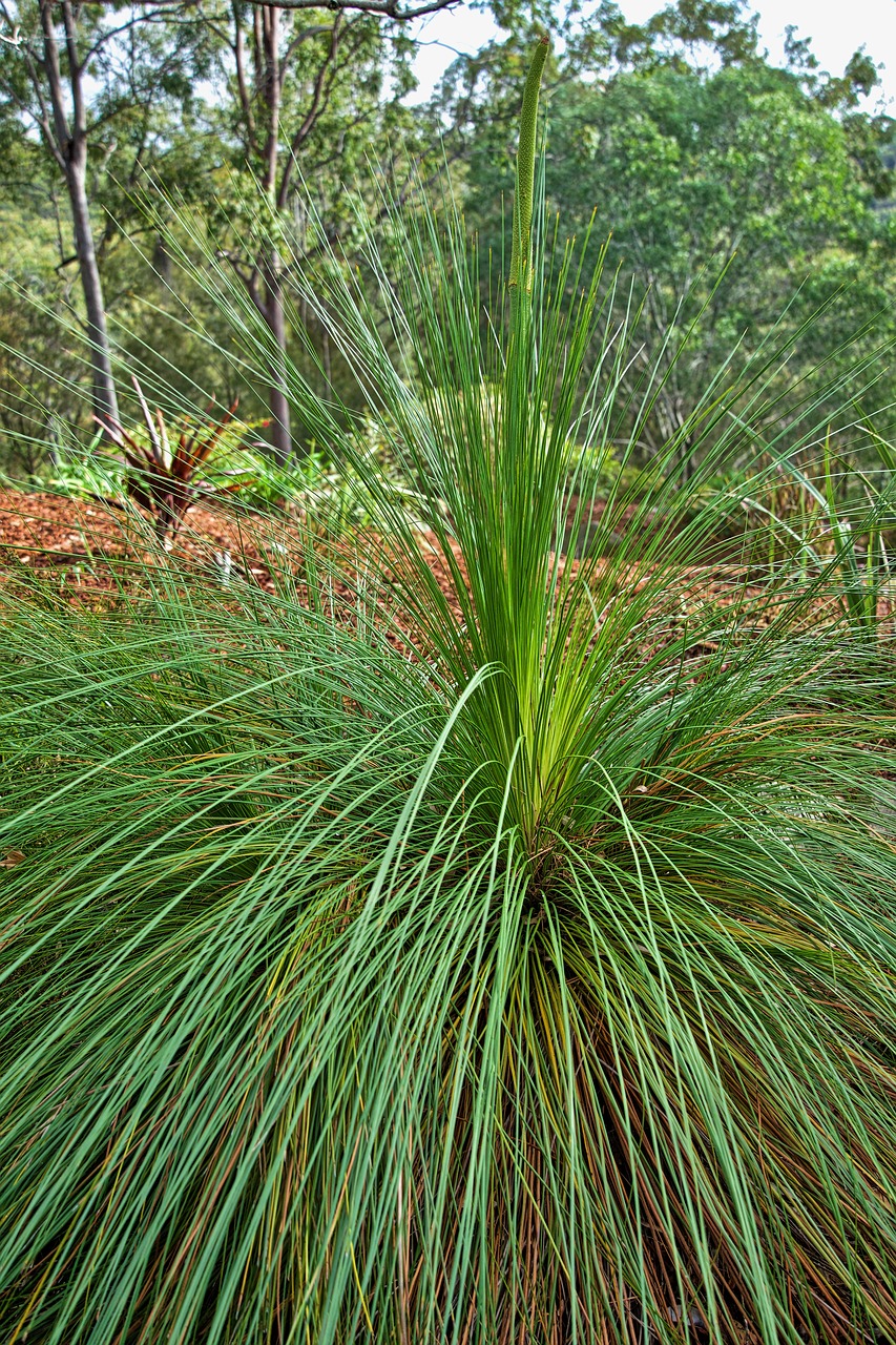 xanthorrhoea  grass tree  australia free photo