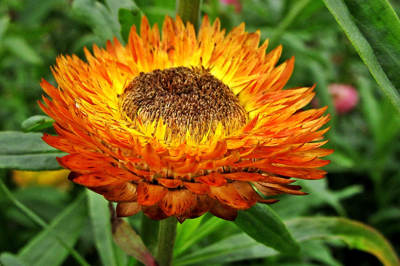 xerochrysum bracteatum  dried flowers  flowers free photo